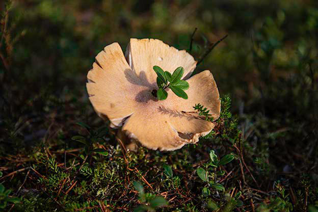 Lävistetty sieni, Pyhä-Häkin kansallispuisto