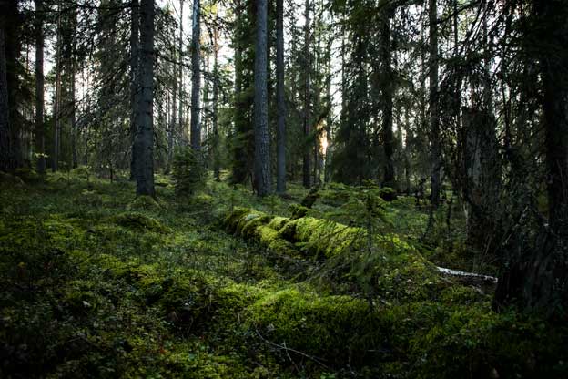 Kaatuneita puita, Pyhä-Häkin kansallispuisto