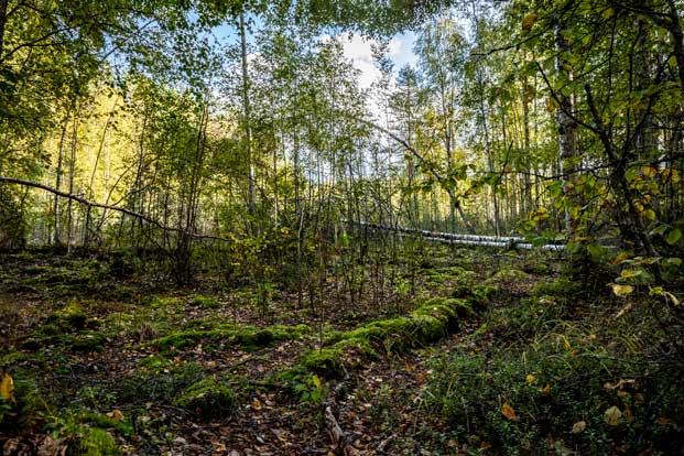 Metsämaisema, Leivonmäen kansallispuisto