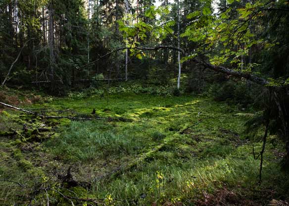 Aukio keskellä metsää, Leivonmäen kansallispuisto