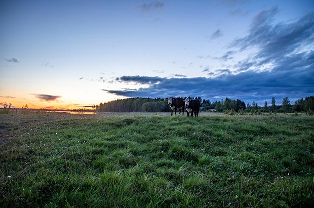 Lehmät, Puurijärven ja Isonsuon kansallispuisto