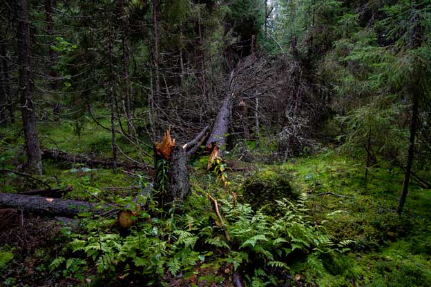 Kaatunut puu, Seitsemisen kansallispuisto