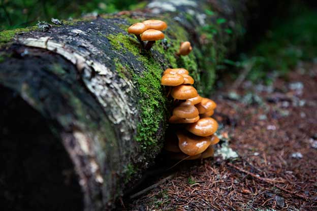 Sienet puussa, Seitsemisen kansallispuisto